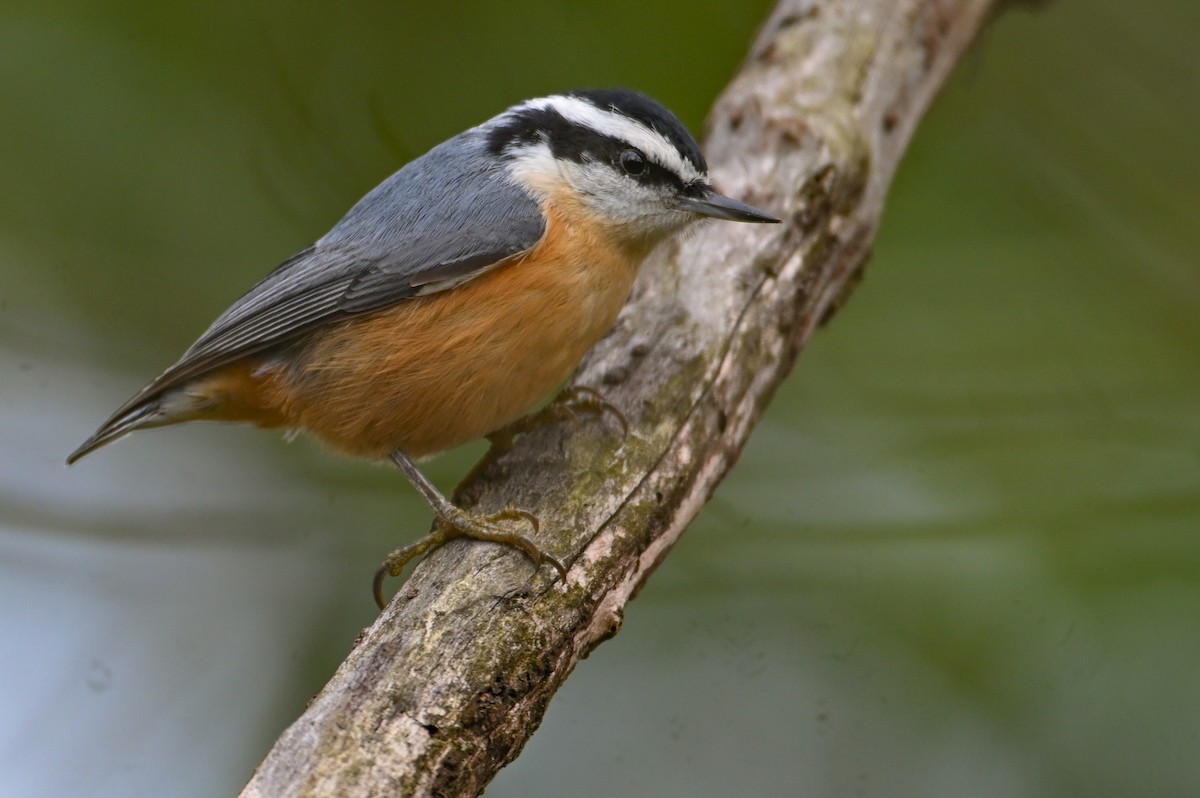 Red-breasted Nuthatch - ML646459113