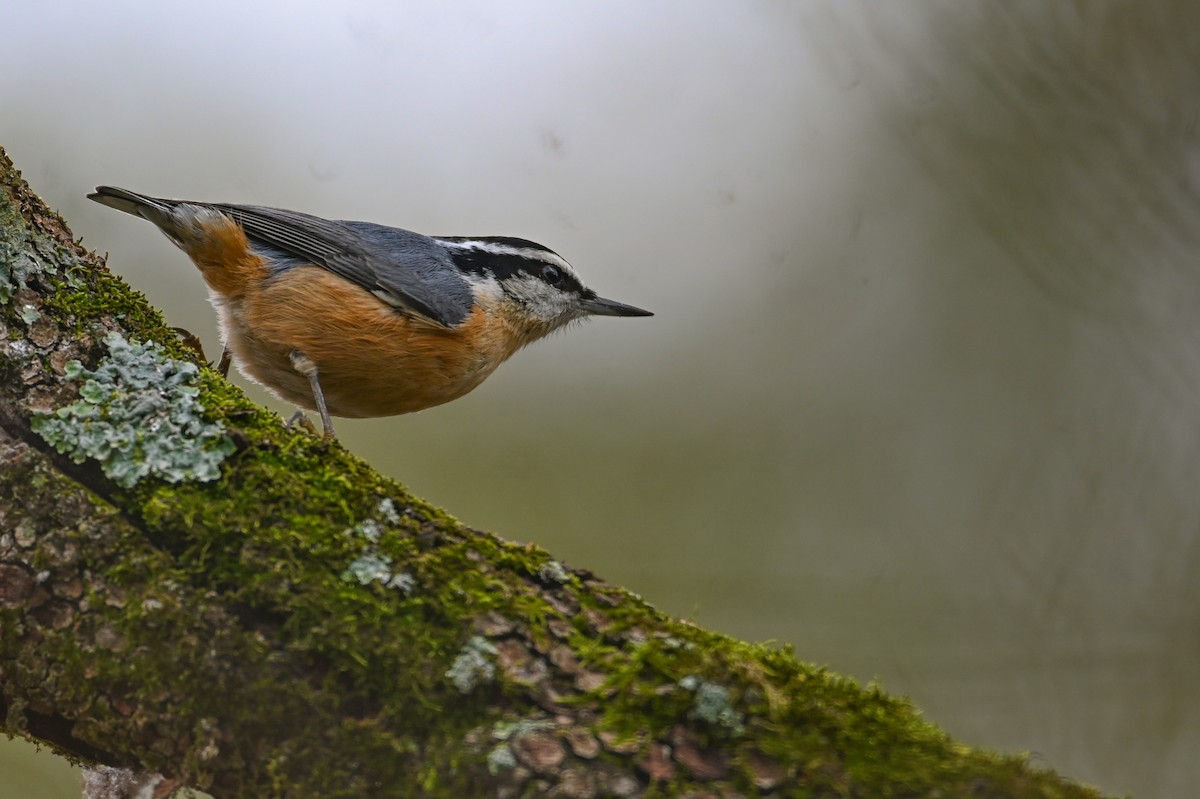 Red-breasted Nuthatch - ML646459114