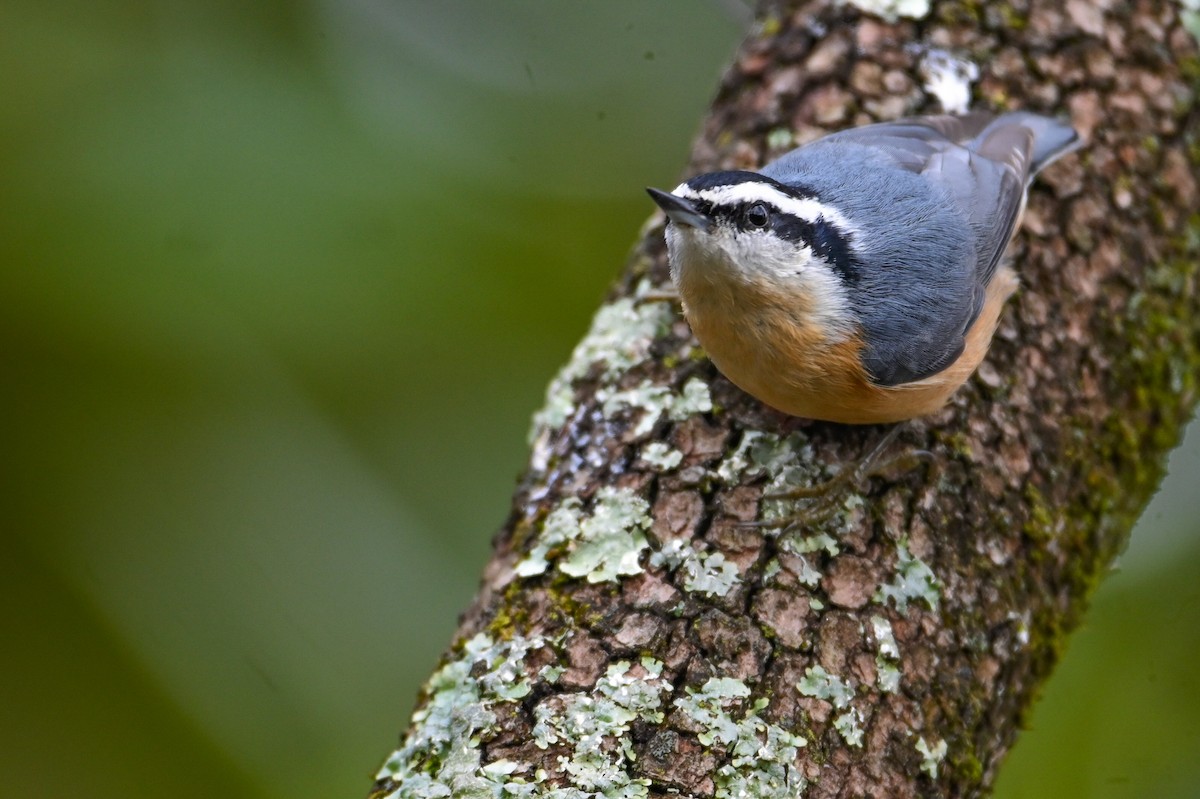 Red-breasted Nuthatch - ML646459115