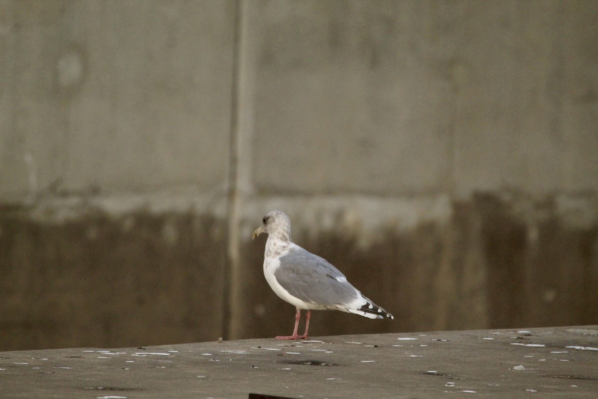 Larus sp. - ML646459116
