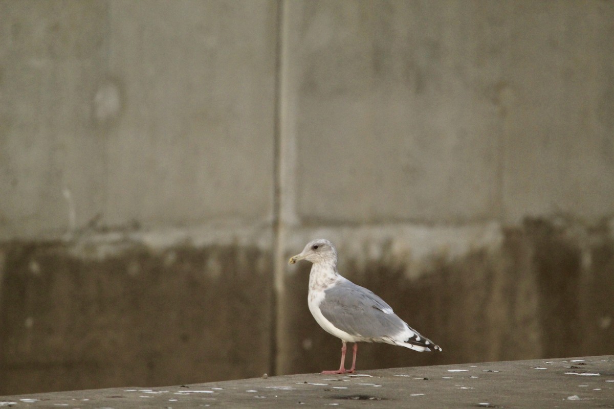 Larus sp. - ML646459117