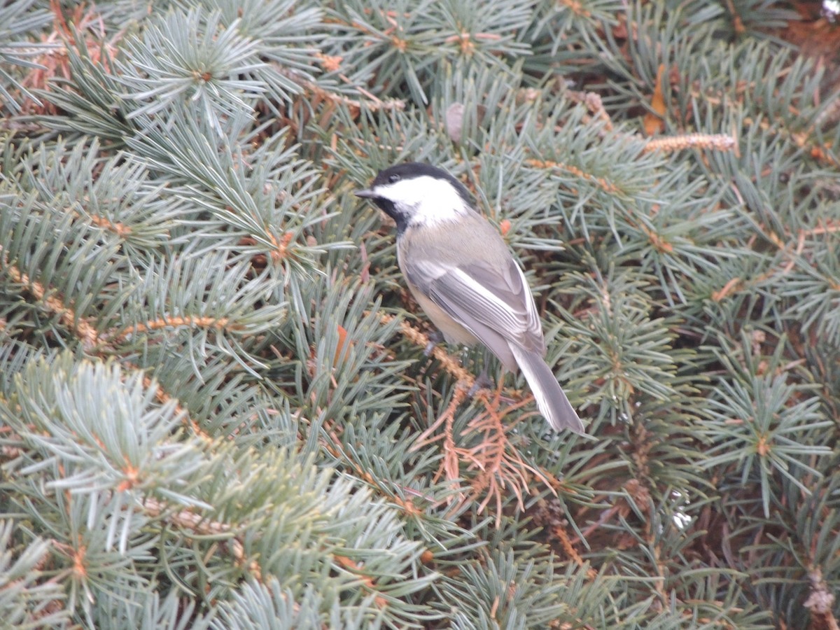 Black-capped Chickadee - ML646459118