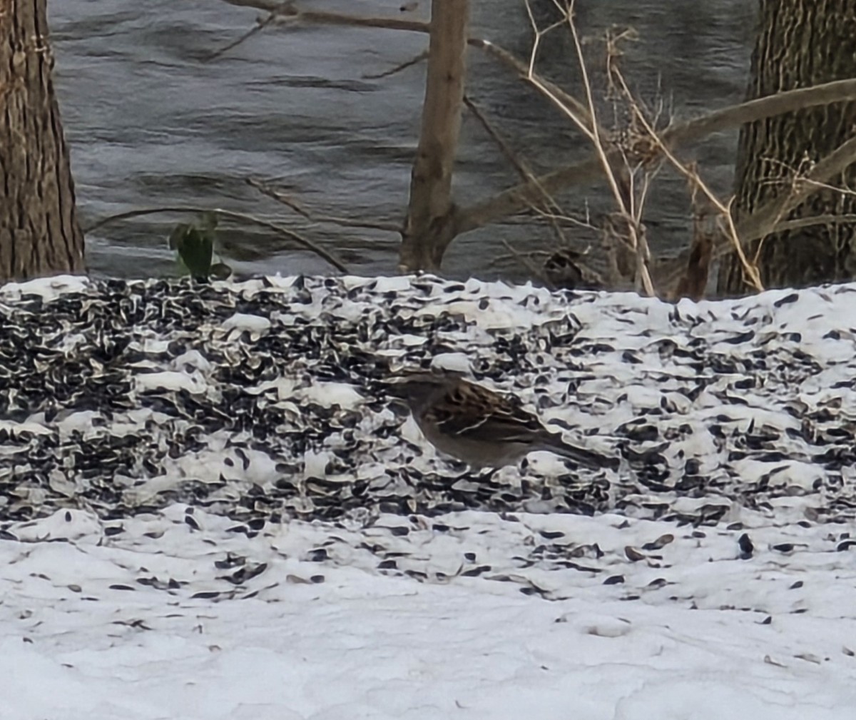 Пасовник північний - ML646459119