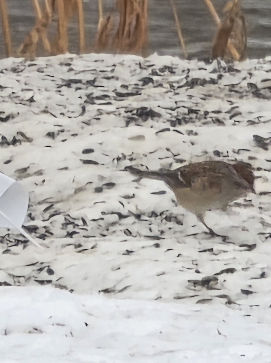 Пасовник північний - ML646459120