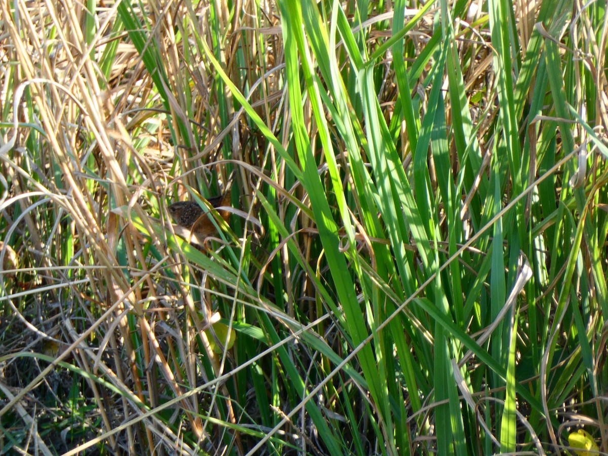 Sedge Wren - ML646459124