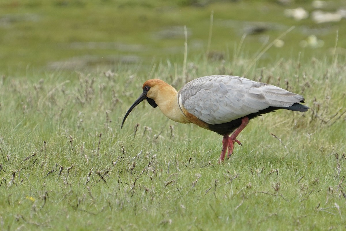 Ibis à face noire - ML646459125