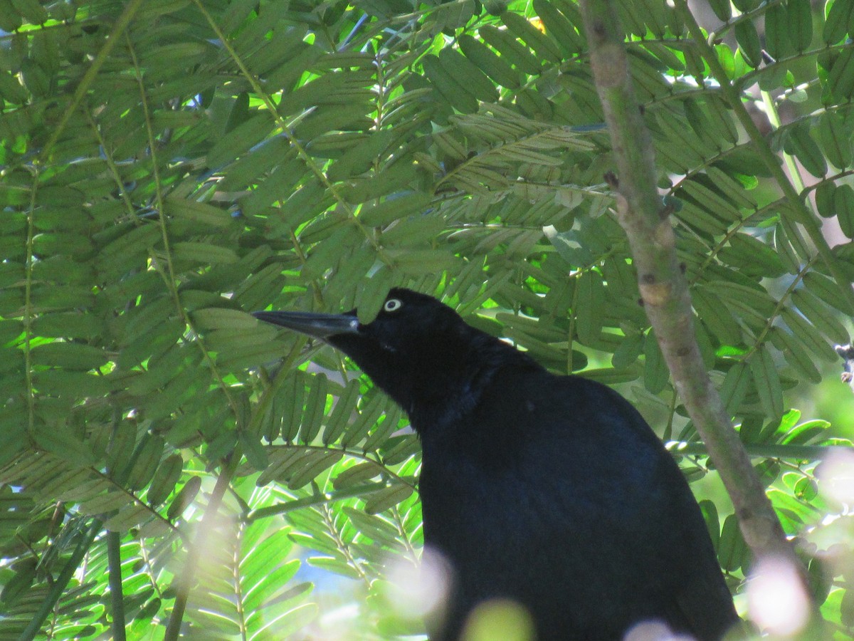 Great-tailed Grackle - ML646459126