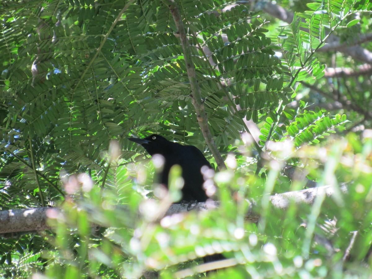 Great-tailed Grackle - ML646459127