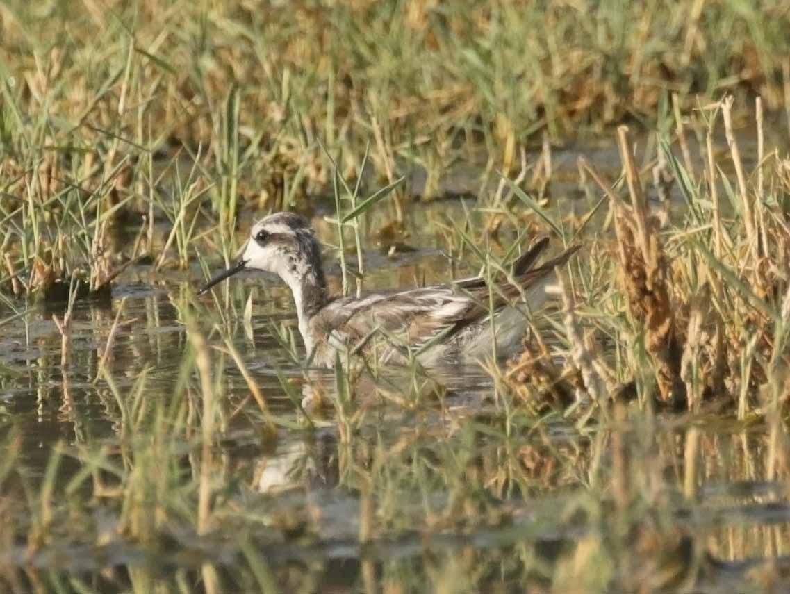 Нарийн сэлээхэй - ML646459130