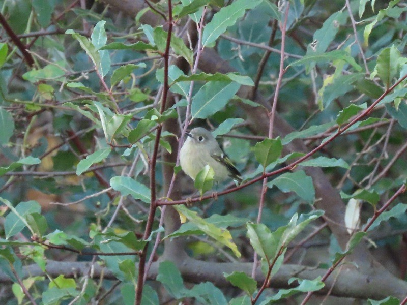 Ruby-crowned Kinglet - ML646459138