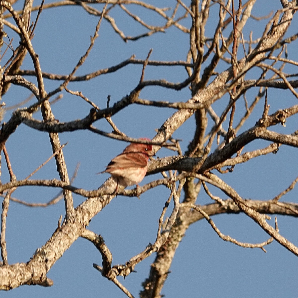 Purple Finch - ML646459139