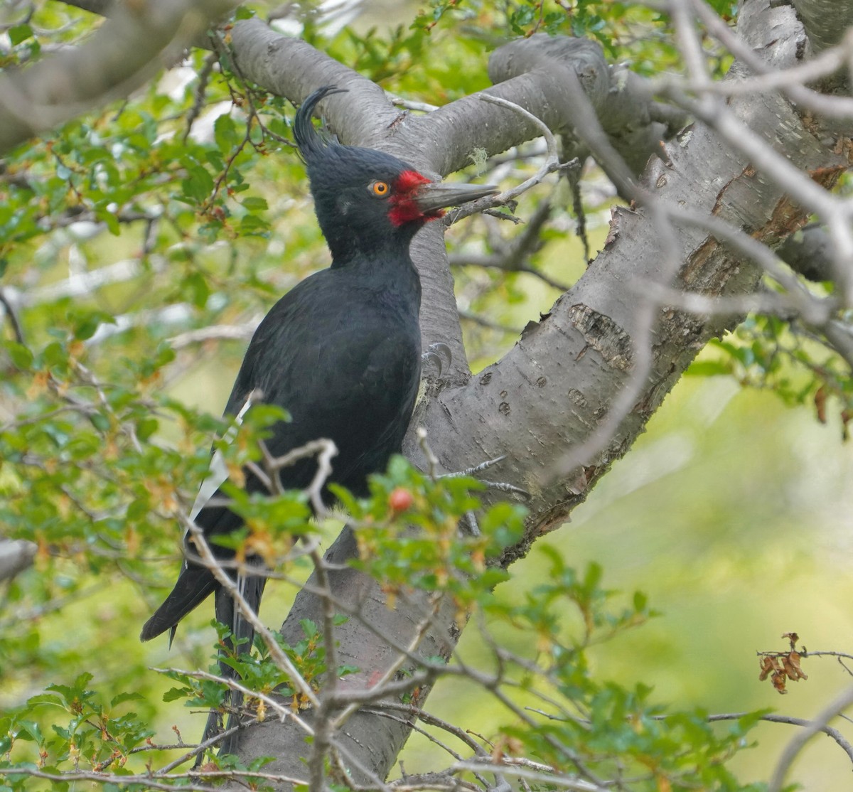 Дятел-кардинал магеланський - ML646459140