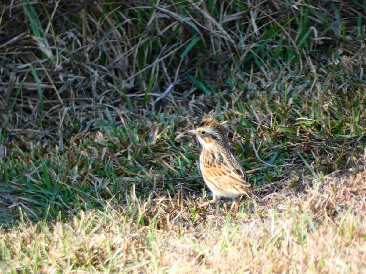 Savannah Sparrow (Savannah) - ML646459141