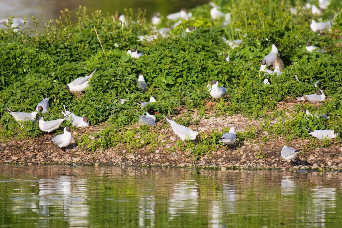 racek černohlavý - ML646459143