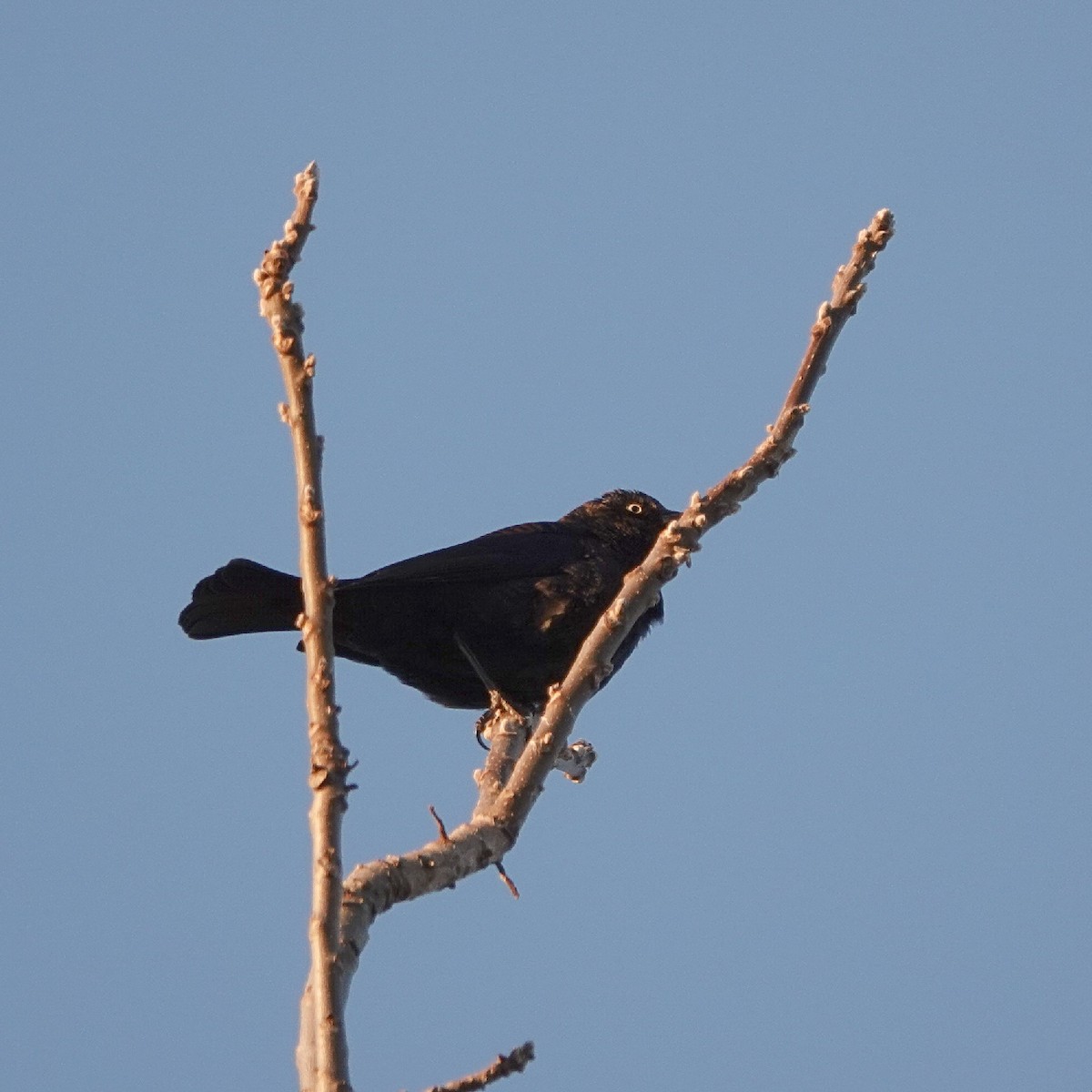 Rusty Blackbird - ML646459145