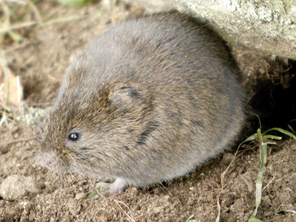 Meadow Voles - ML646459146