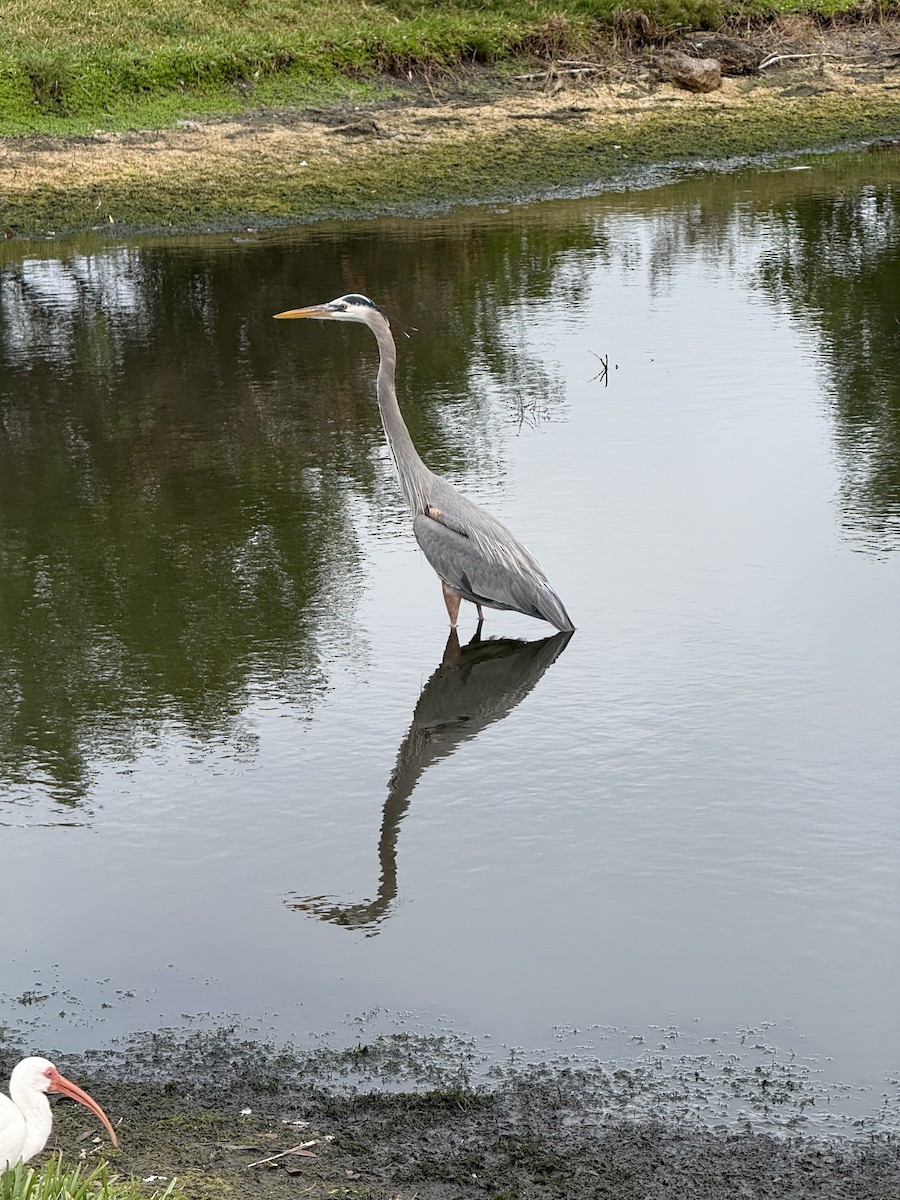 Great Blue Heron - ML646459147
