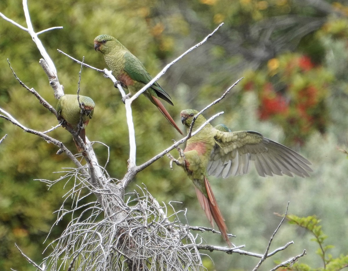 Папуга-червонохвіст короткодзьобий - ML646459148