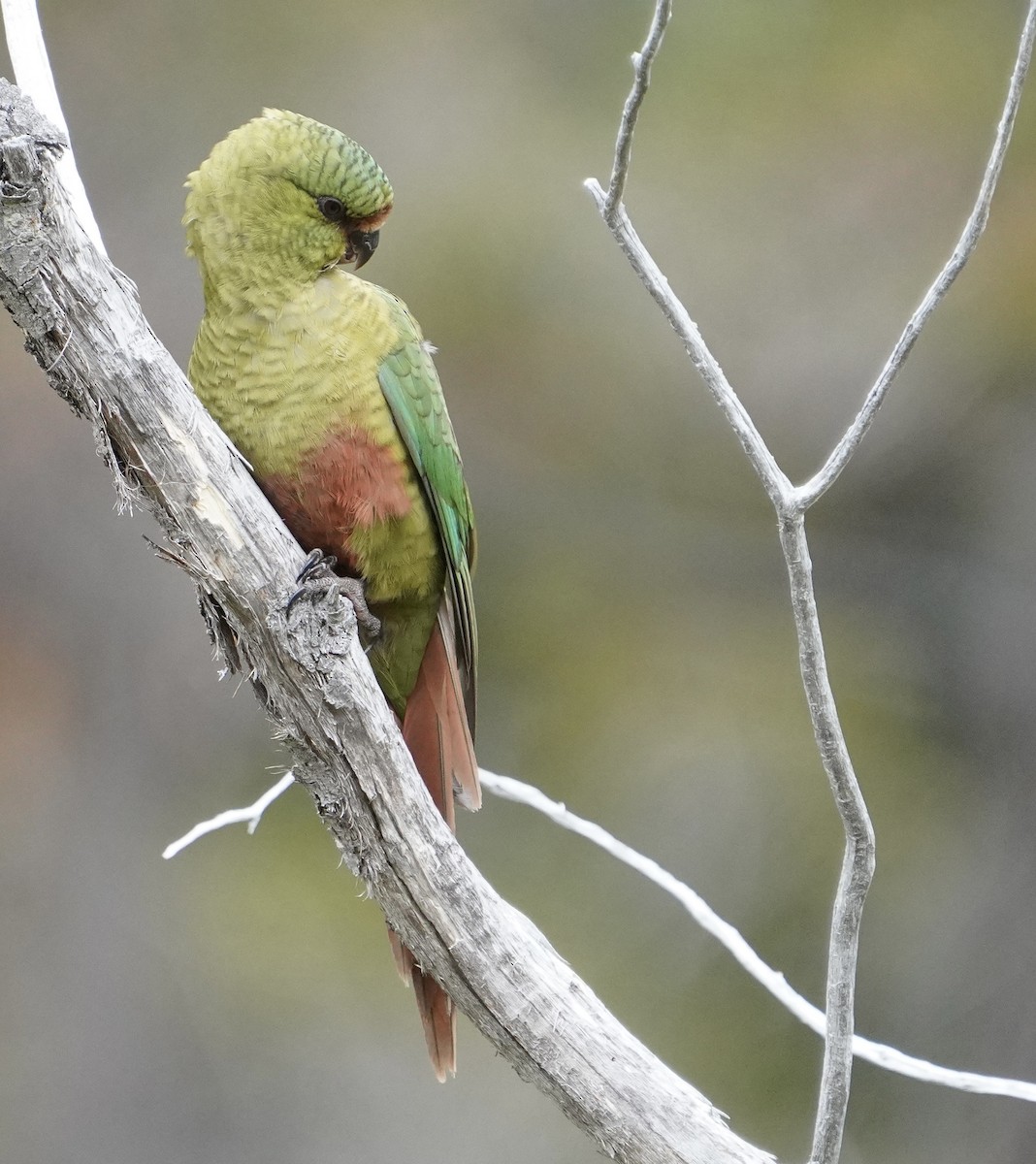 Папуга-червонохвіст короткодзьобий - ML646459149