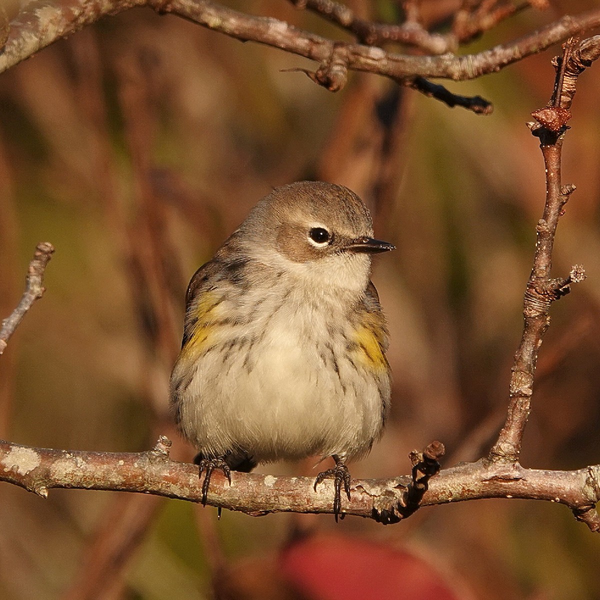 Yellow-rumped Warbler (Myrtle) - ML646459151