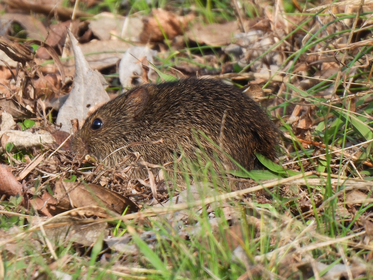 Hispid Cotton Rat - ML646459152