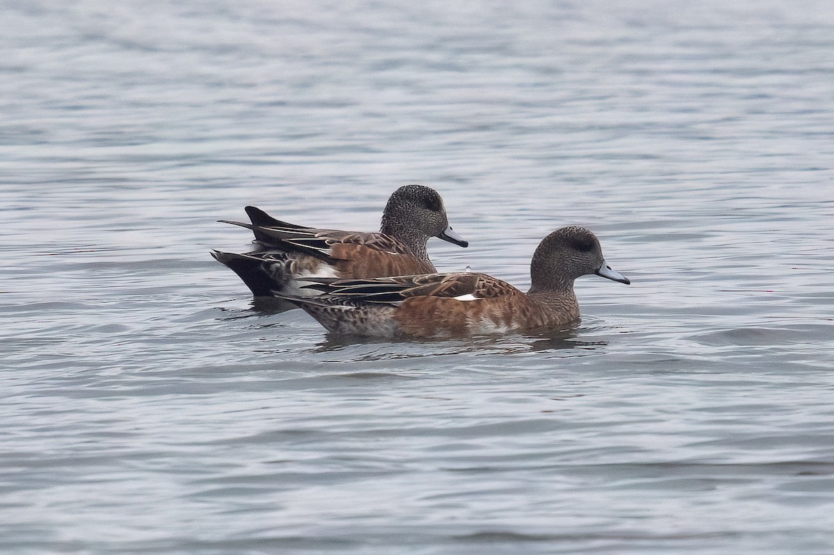 Свищ американський - ML646459153