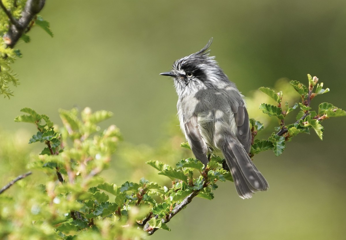 Торілон жовтоокий - ML646459154