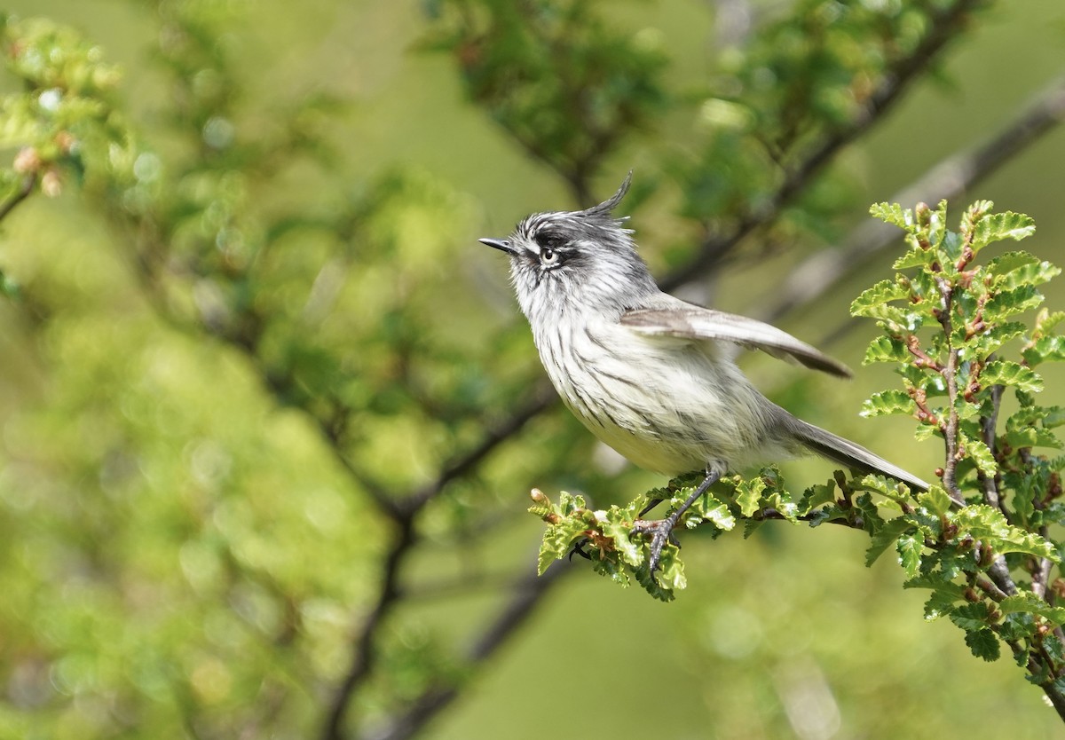 Торілон жовтоокий - ML646459155