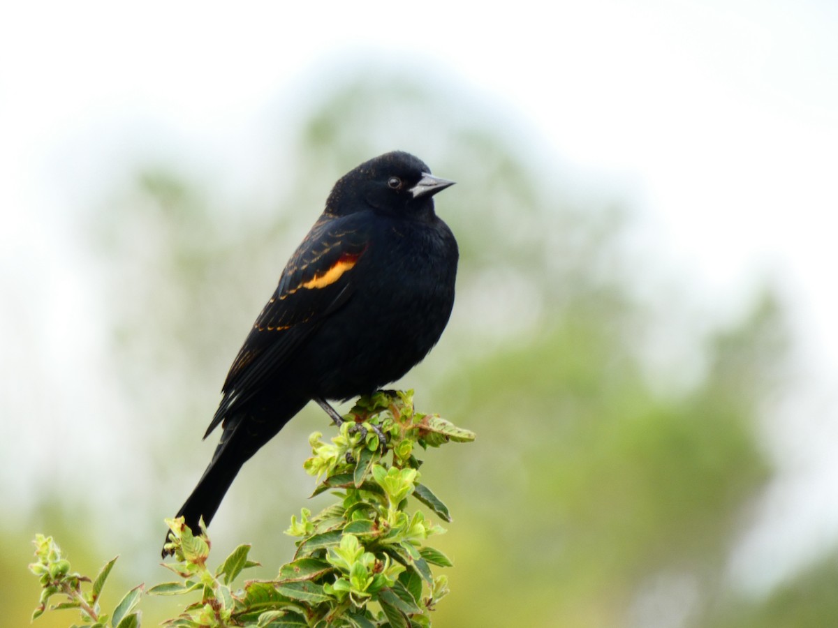 Еполетник червоноплечий [група phoeniceus] - ML646459156