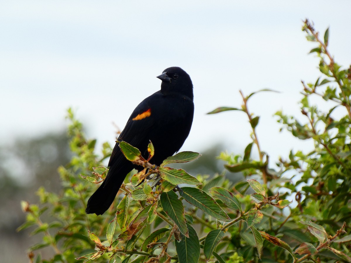 Еполетник червоноплечий [група phoeniceus] - ML646459157