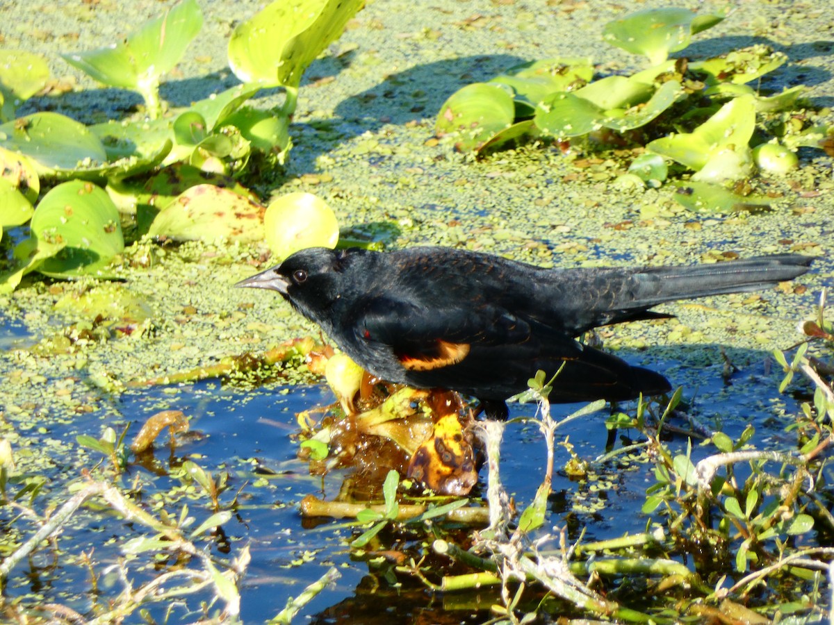 Еполетник червоноплечий [група phoeniceus] - ML646459158