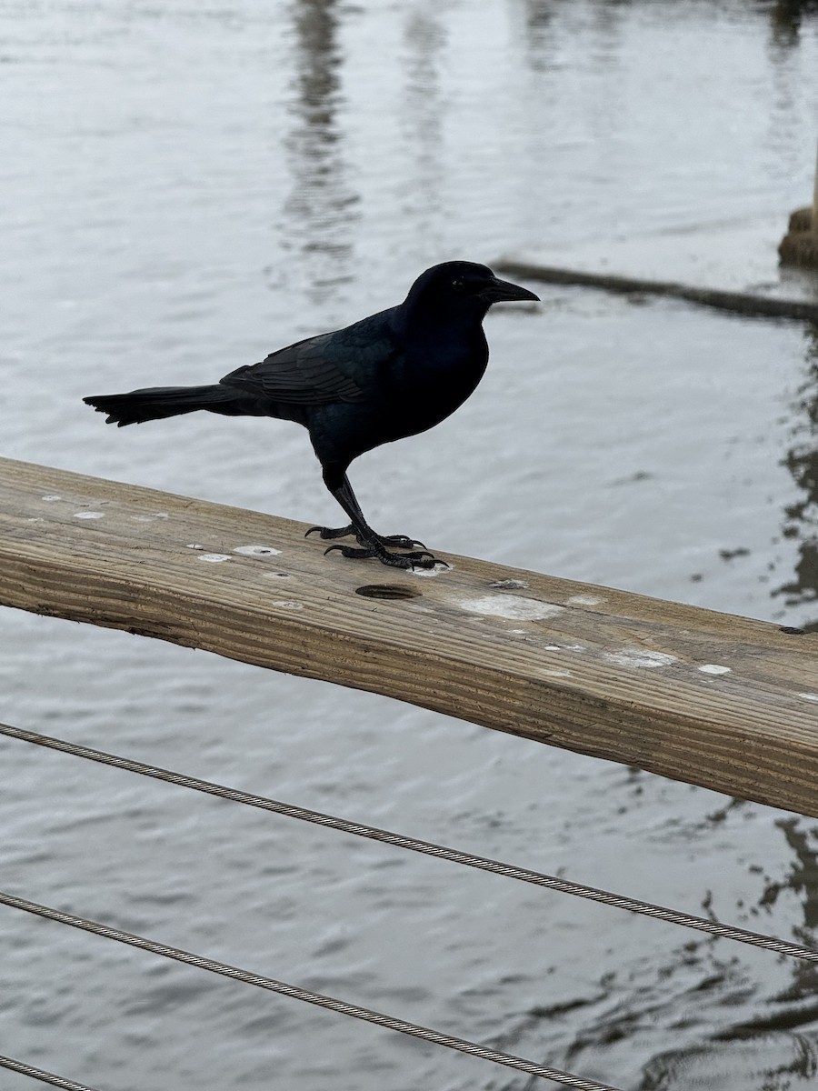 Гракл прибережний - ML646459160