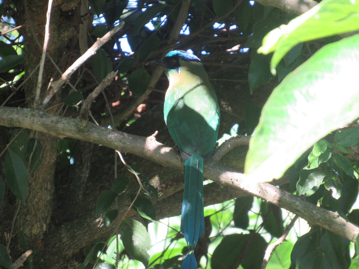 Момот садовий - ML646459165