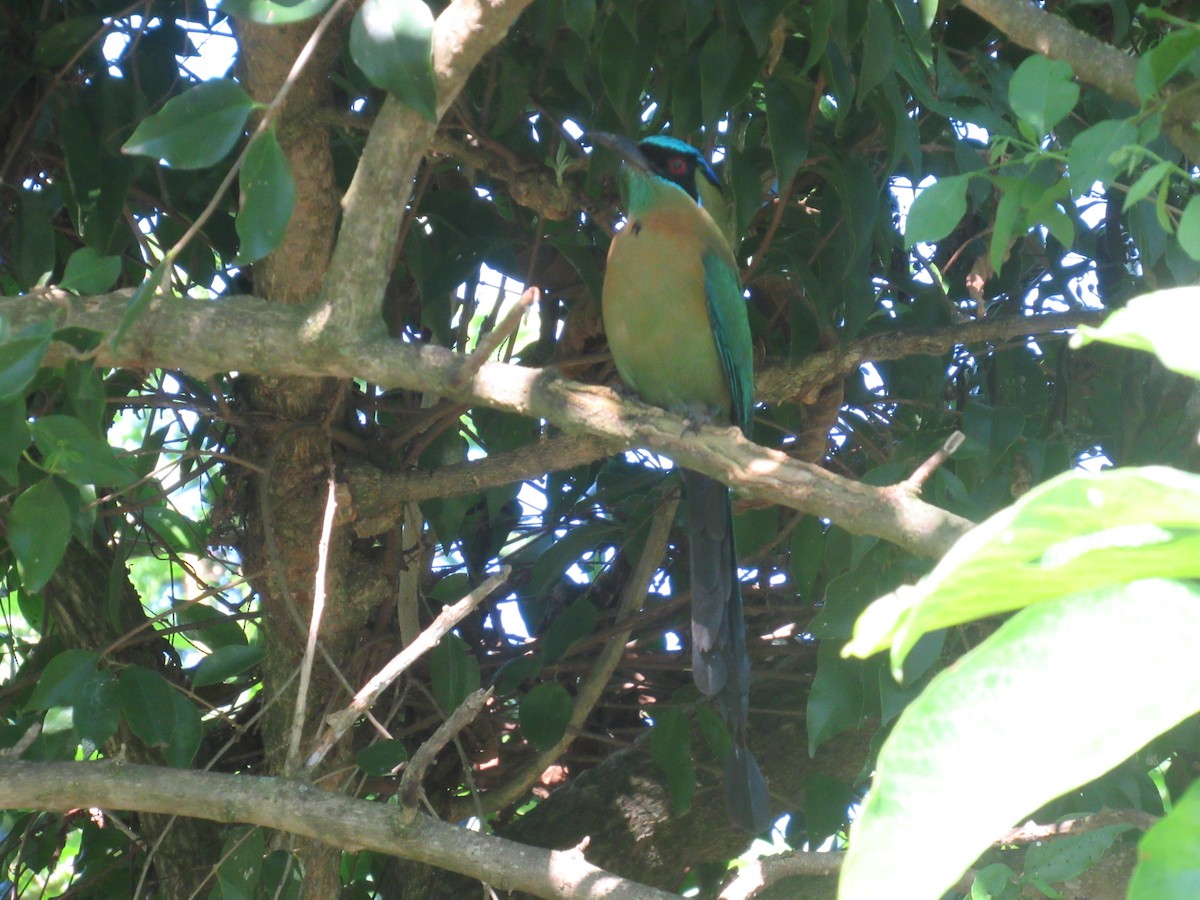 Момот садовий - ML646459166