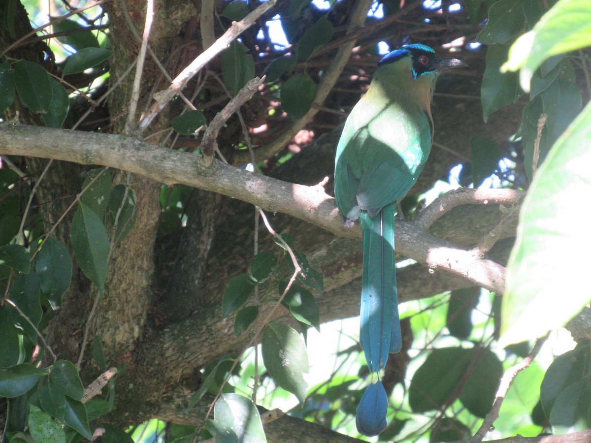 Момот садовий - ML646459167