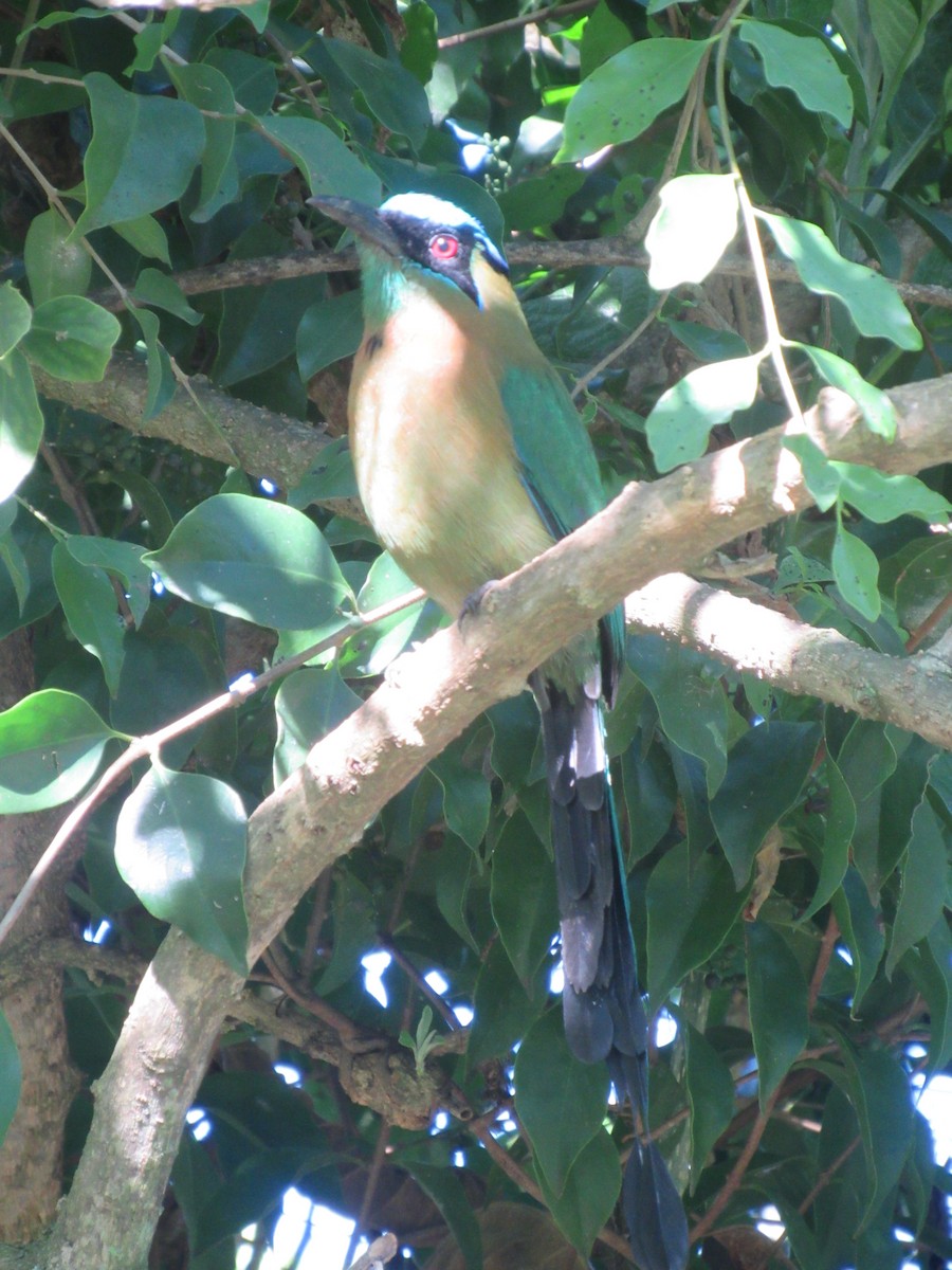 Момот садовий - ML646459168