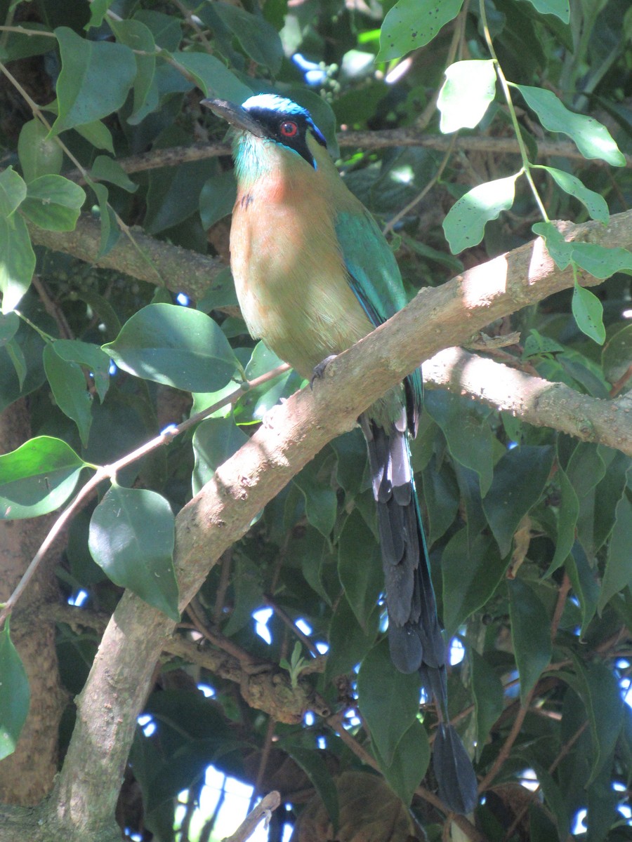 Момот садовий - ML646459169