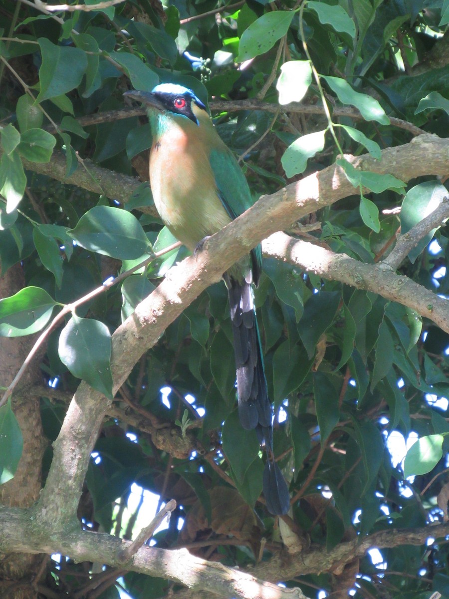 Момот садовий - ML646459170