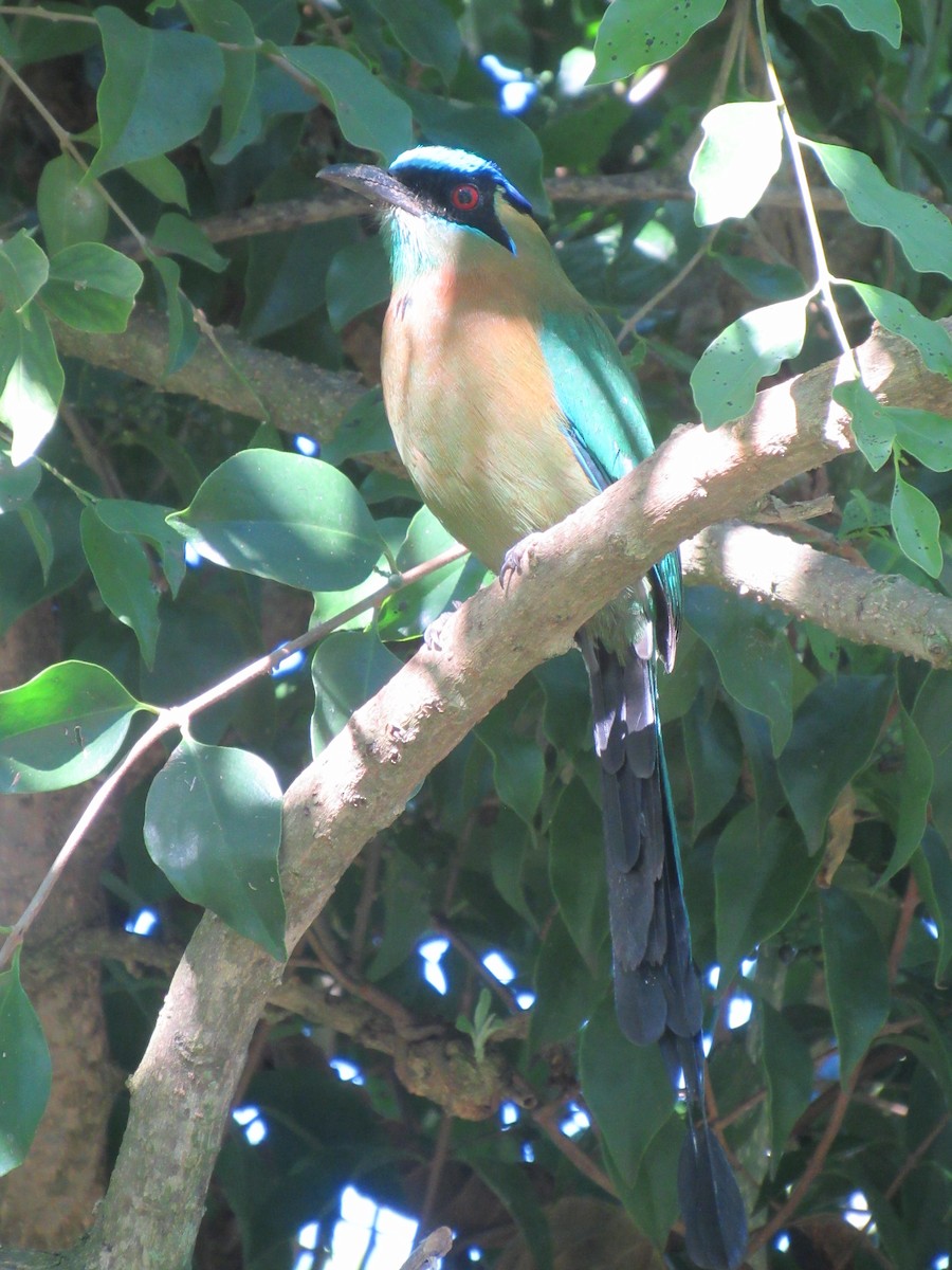 Момот садовий - ML646459171