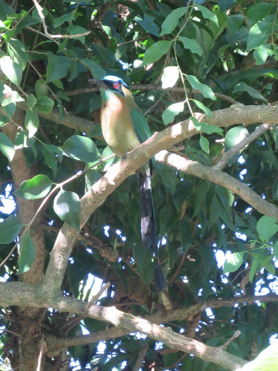 Момот садовий - ML646459172