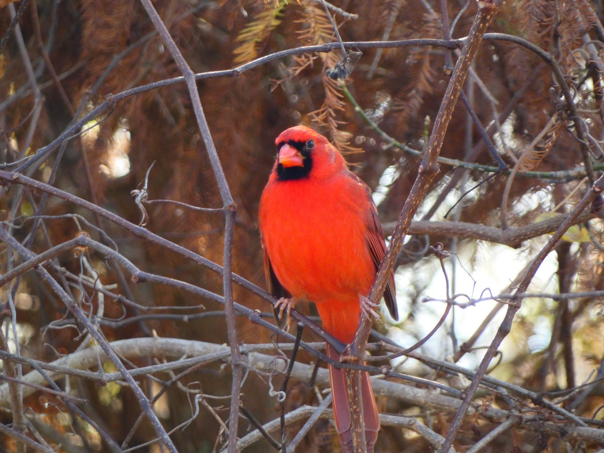 Кардинал червоний [група cardinalis] - ML646459175