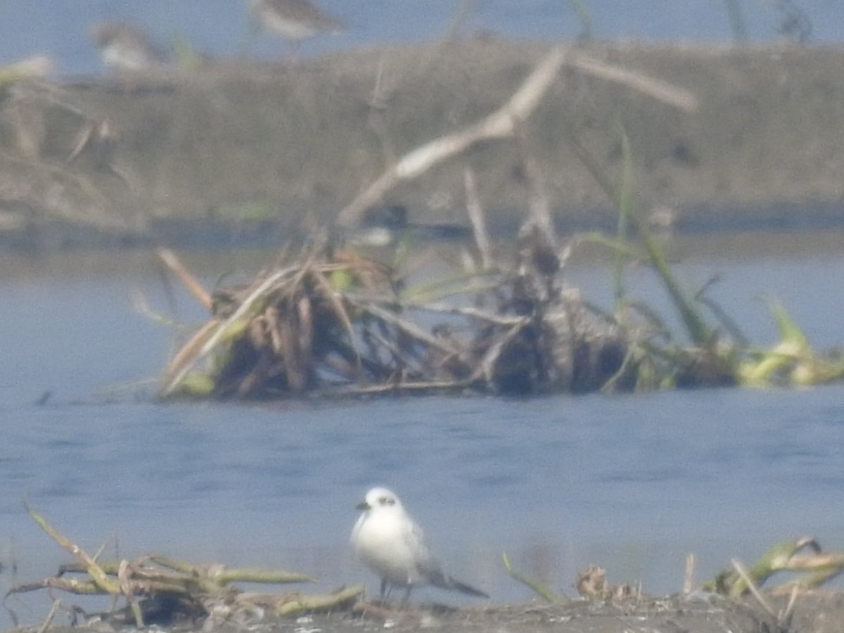 Крячок чорнодзьобий - ML646459176