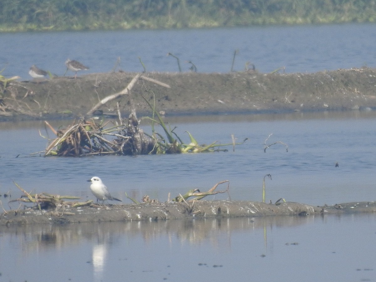 Крячок чорнодзьобий - ML646459177