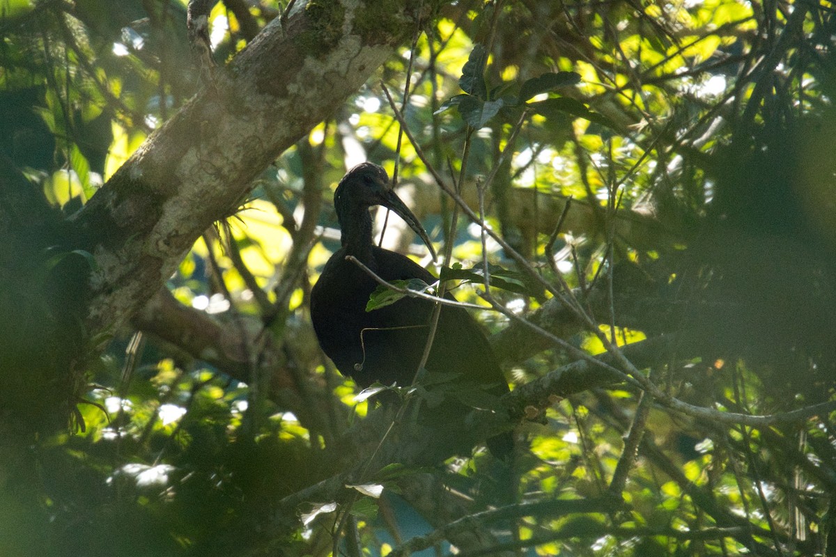 Green Ibis - ML646459182