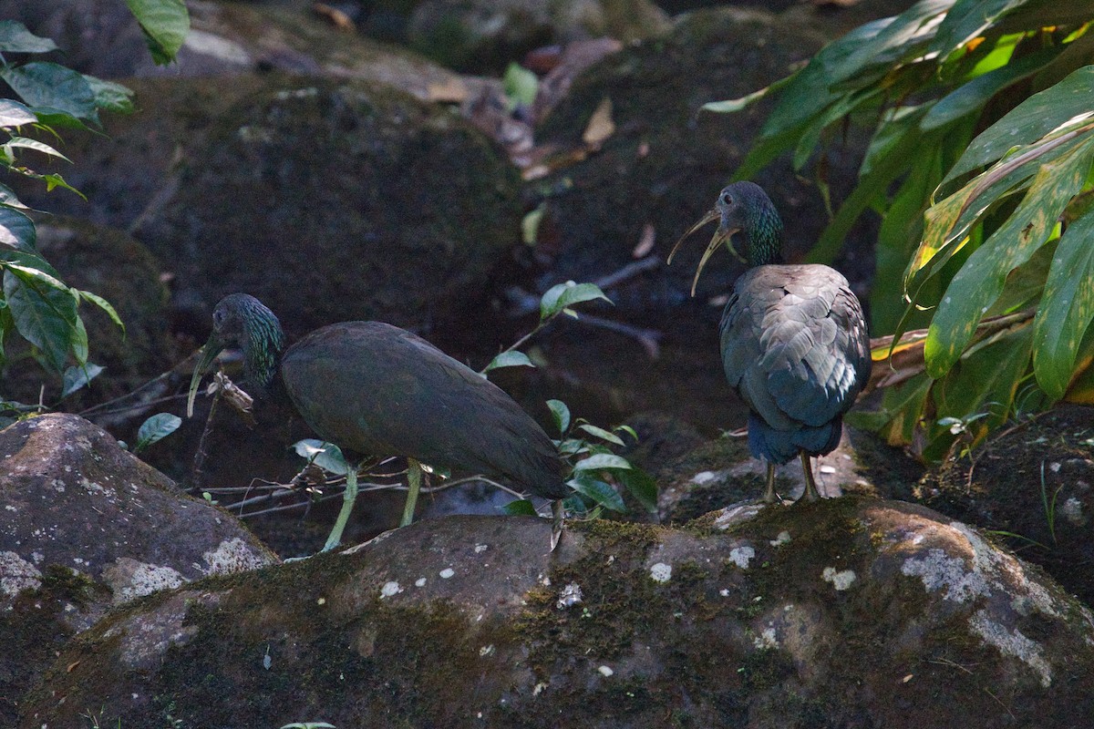 Green Ibis - ML646459183