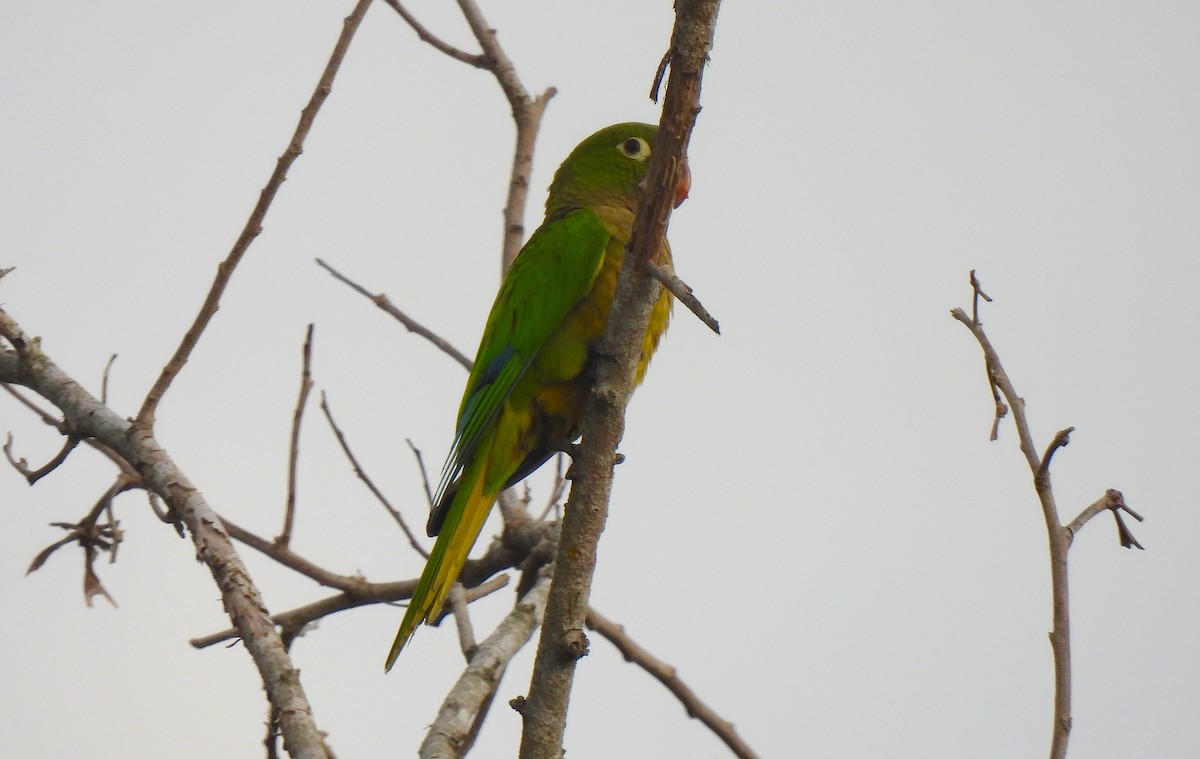 Olive-throated Parakeet - ML646459184