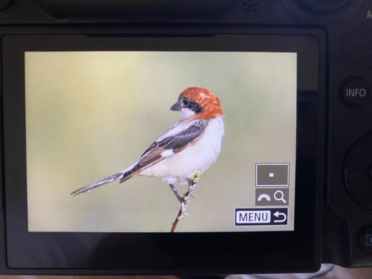 Woodchat Shrike - ML646459186