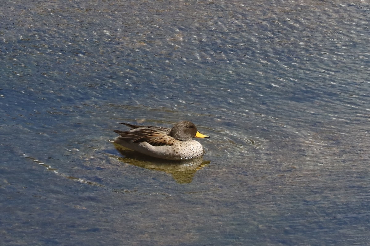 キバシコガモ - ML646459187