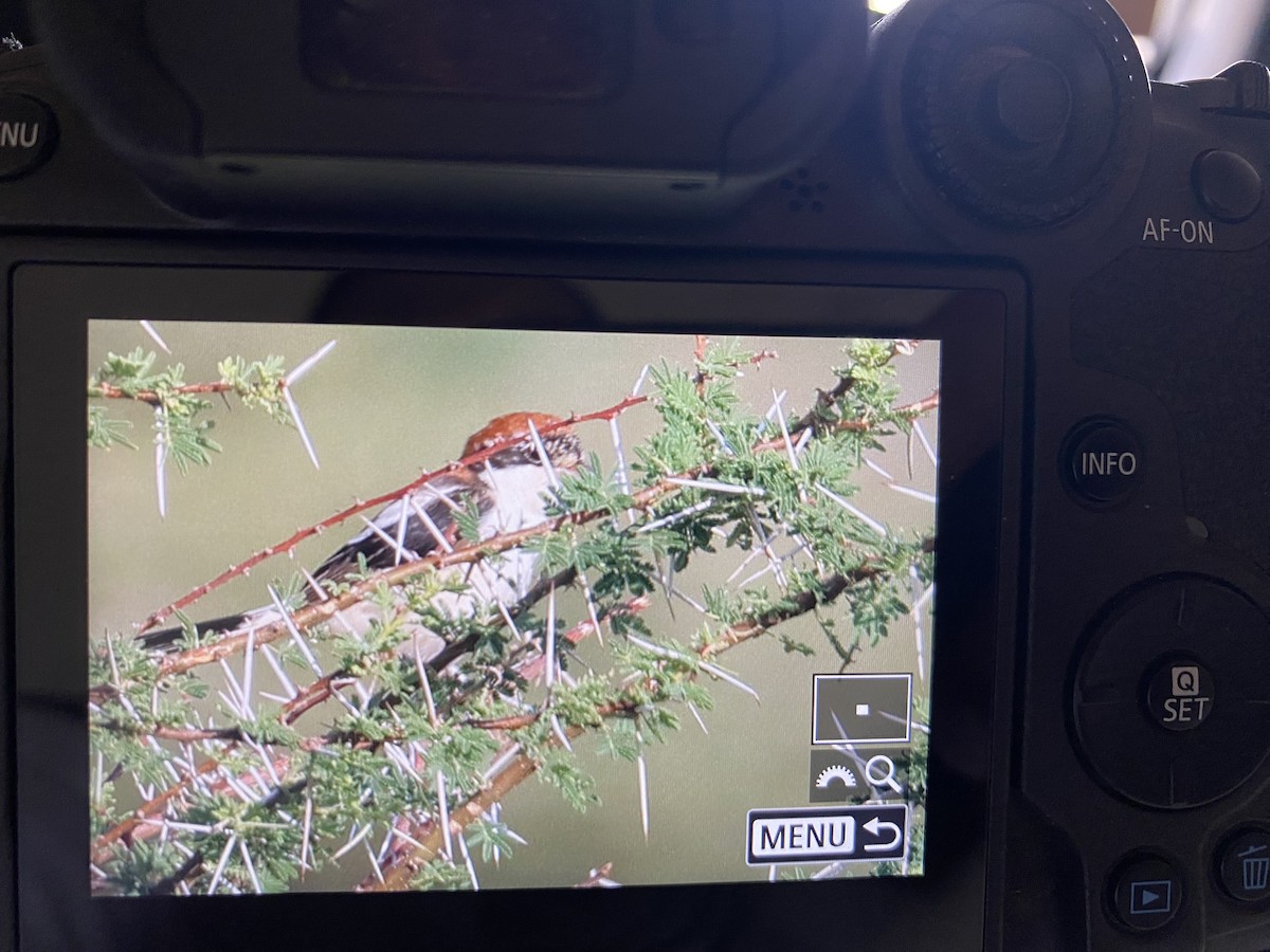 Woodchat Shrike - ML646459191
