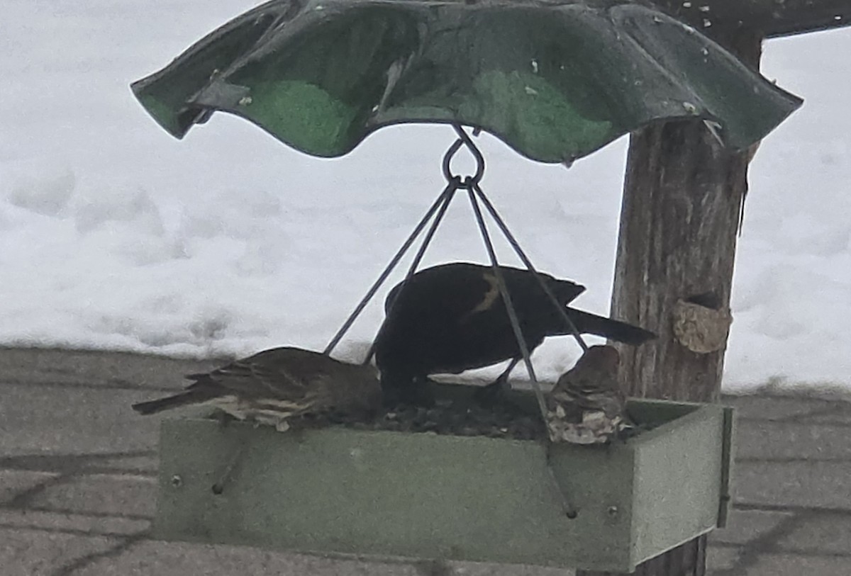 Red-winged Blackbird - ML646459193